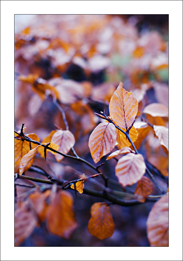 herbst20.jpg